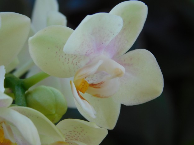 Espress orchid single edited